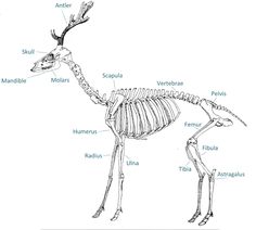 an animal skeleton is shown with the name and description for each part of it's body