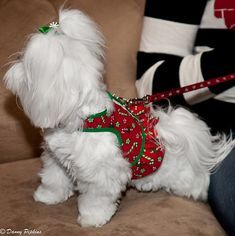 a small white dog wearing a red and green christmas sweater on it's chest