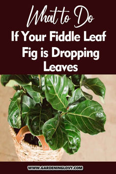 fiddle leaves in a basket with the text what to do if your fiddle leaf fig is dropping leaves