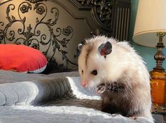 a ferret sitting on top of a bed next to a lamp