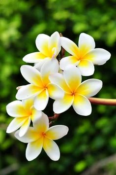 three white and yellow flowers with green leaves in the background