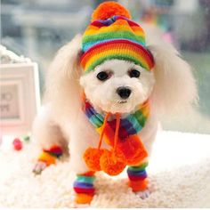 a small white dog wearing a colorful hat and scarf