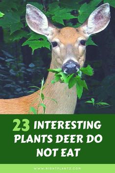 a deer with leaves in its mouth and the words 23 interesting plants deer do not eat