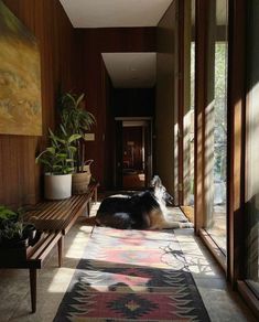 a black and white dog laying on top of a rug next to a wooden bench