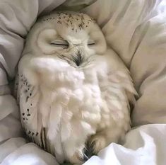 an owl is sleeping in the middle of a bed with it's eyes closed