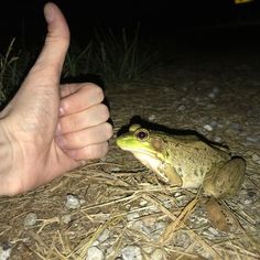 a person giving the thumbs up sign to a frog