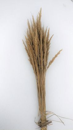 some dry grass on a white background