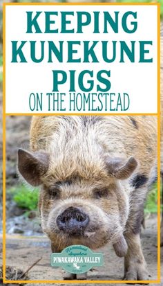 a pig with the title keeping kunnekune pigs on the homesead