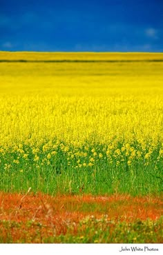 a field full of yellow flowers under a blue sky