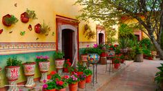 there are many potted plants in front of the building that has flowers on it