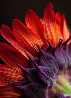 an orange and purple flower with red petals