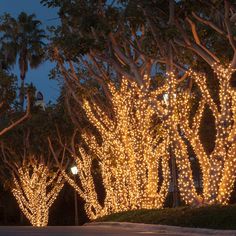 lighted trees line the street at night