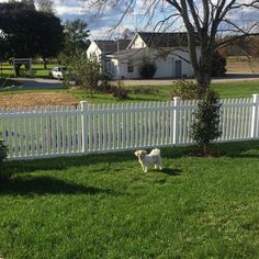 a small white dog standing in the grass next to a white picket fence and house