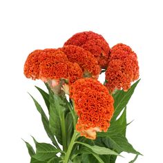 an arrangement of orange flowers on a white background