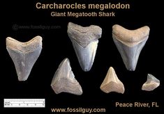 four different types of teeth are shown on a black background, with the words carchacles megalodon and giant mega tooth shark