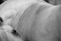 black and white photograph of a horse's head with long hair blowing in the wind