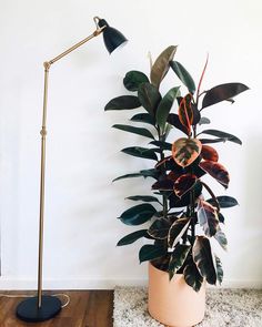 a potted plant sitting next to a floor lamp