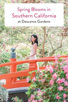 a woman standing on a red bridge with pink flowers in the background and text that reads spring blooms in southern california at descanso gardens