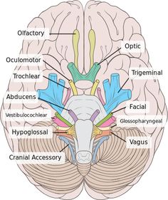 the frontal view of the human brain with labels in russian and english on each side