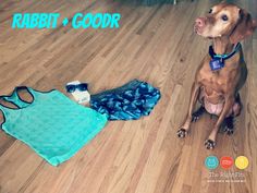 a brown dog sitting on top of a hard wood floor next to clothing and sunglasses