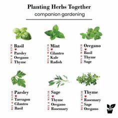 the different herbs that are used to make herbs and how they use them for cooking