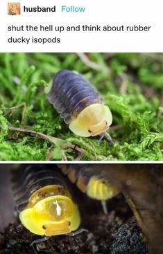 an insect with yellow and black markings on its body, next to a photo of a caterpillar