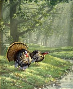 two turkeys are standing in the grass near a stream and trees with text that reads, 27 days till thanksgiving