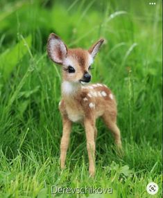 a small deer is standing in the grass