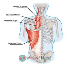 Rhomboid Exercises, Back Exercises For Women, Lat Muscles, Levator Scapulae, Neck And Shoulder Exercises, Back And Shoulder Workout, Back Workout Women, Latissimus Dorsi