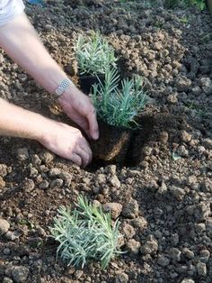 someone is digging in the dirt with their hand on top of some small green plants