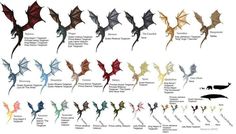 a bunch of different types of dragon wings in various colors and sizes, all with their names