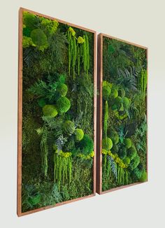 two wooden frames with moss and ferns on them, one is hanging from the wall