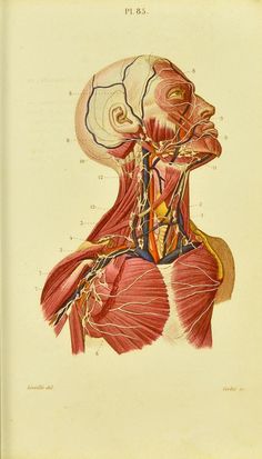 an antique medical illustration of the head and neck with blood vessels attached to each side