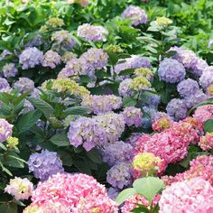 many different colored flowers in the grass