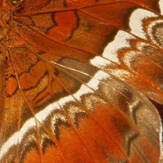 a close up view of a butterfly's wing with orange and white designs on it