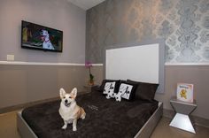 a dog sitting on top of a bed in a room with grey walls and carpet