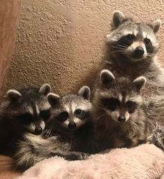 three baby raccoons are huddled together on a blanket in front of a wall