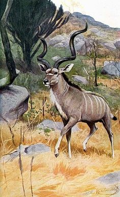 an antelope standing in the grass near rocks and trees