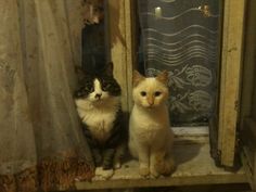 two cats are sitting on the window sill in front of the curtained window