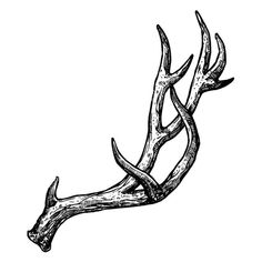 a deer's antlers are shown in this black and white drawing on paper