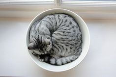 a cat curled up in a white bowl