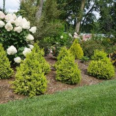 white hydrangeas and bushes in a garden