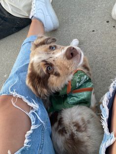 a small dog wearing a green shirt sitting on top of someone's legs in ripped jeans