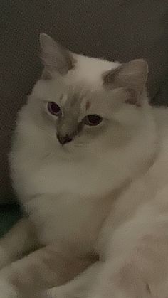 a white cat sitting on top of a couch