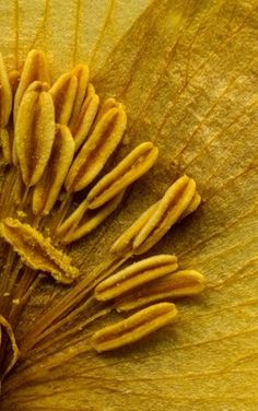 the inside of a large yellow flower with many stamens on it's petals