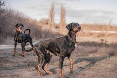 two black and brown dogs standing on top of a dirt field