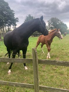 two horses standing next to each other in a field