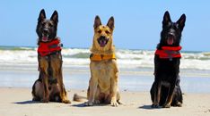 three german shepherd dogs sitting on the beach