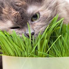 a cat laying in the grass with its eyes open and it's head sticking out