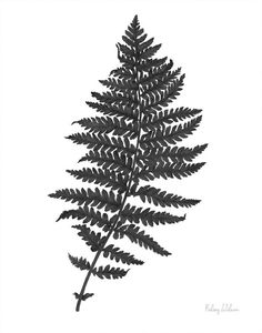 a black and white photo of a fern leaf